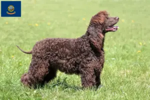 Read more about the article Irish Water Spaniel breeders and puppies in Idaho