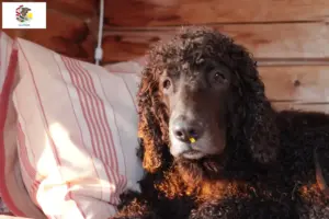 Read more about the article Irish Water Spaniel breeders and puppies in Illinois