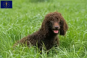 Read more about the article Irish Water Spaniel breeders and puppies in Indiana
