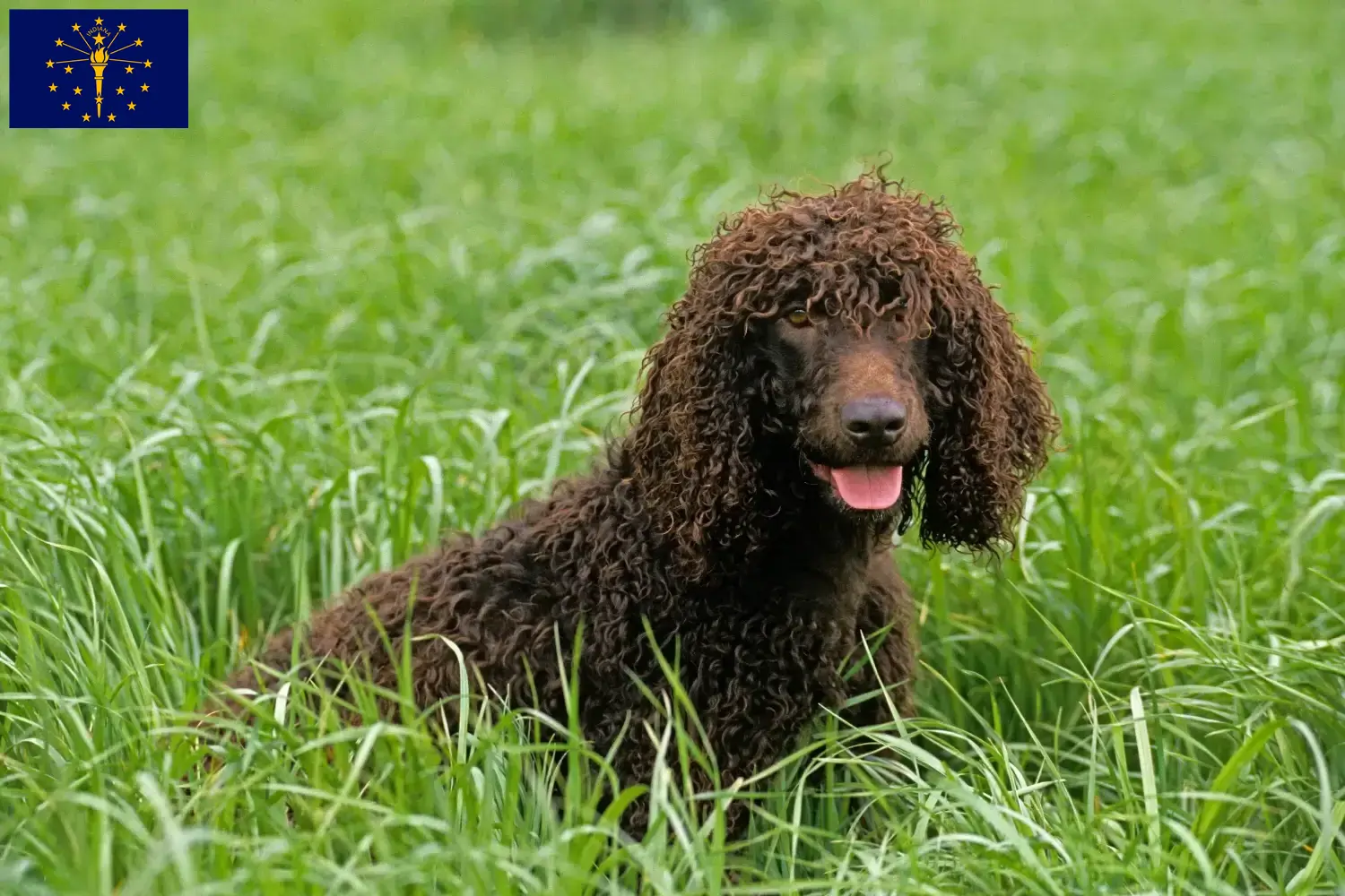 Irish Water Spaniel puppies and breeder Indiana Find Irish Water Spaniels breeders in Indiana.
