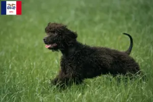 Read more about the article Irish Water Spaniel breeders and puppies in Iowa