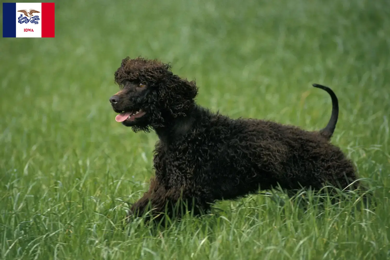 Irish Water Spaniel puppies and breeders Iowa Find Irish Water Spaniels breeders in Iowa.