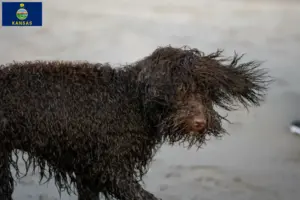 Read more about the article Irish Water Spaniel breeders and puppies in Kansas