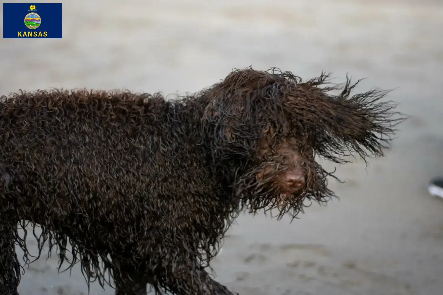 Irish Water Spaniel puppies and breeder Kansas Find Irish Water Spaniels breeders in Kansas here.