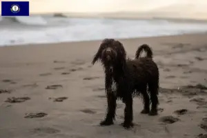 Read more about the article Irish Water Spaniel breeders and puppies in Kentucky