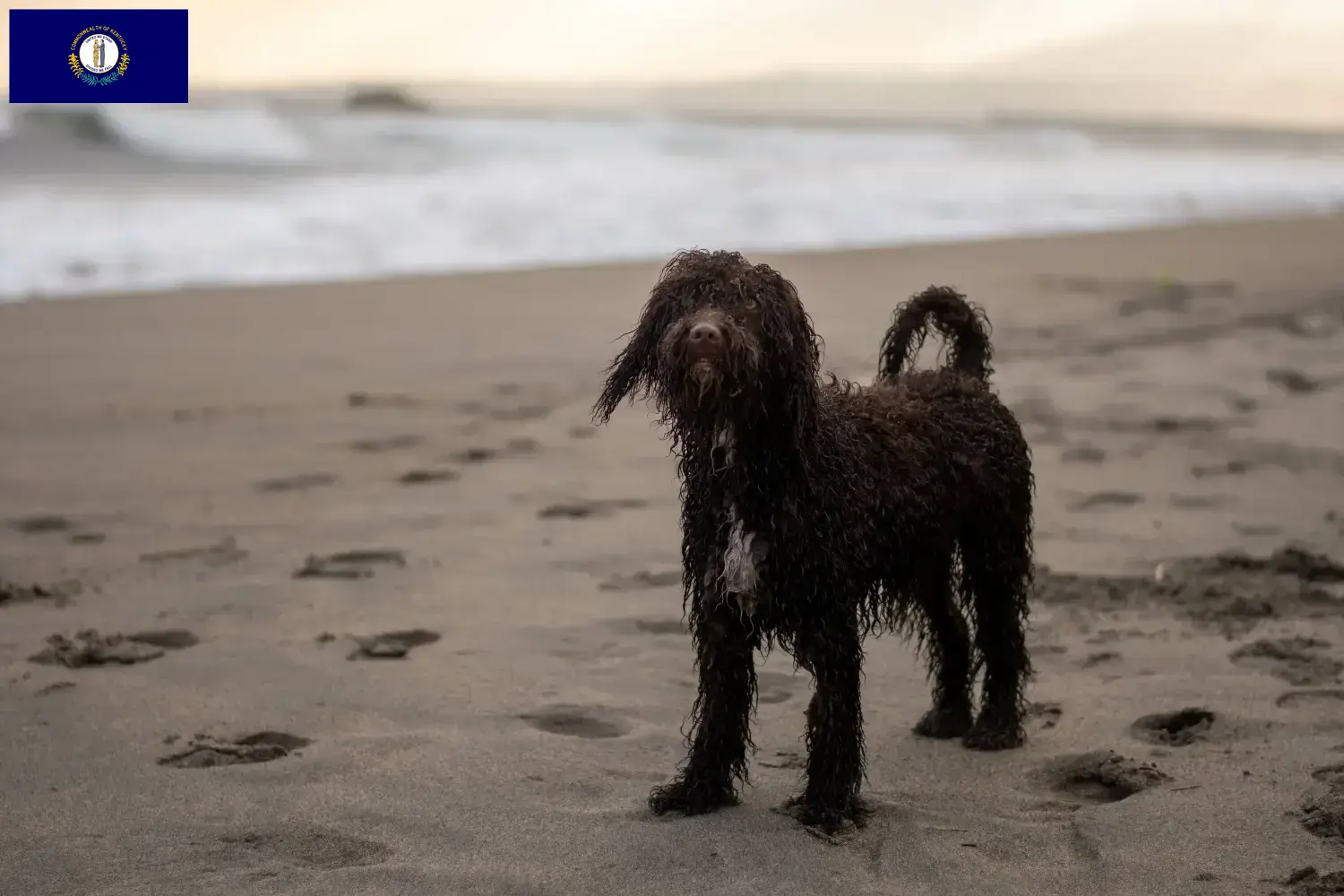 Irish Water Spaniel puppies and breeders Kentucky Find Irish Water Spaniels breeders in Kentucky.