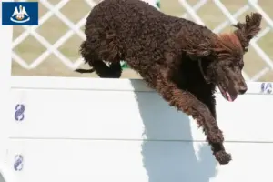 Read more about the article Irish Water Spaniel breeders and puppies in Louisiana