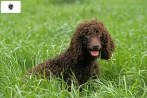 Read more about the article Irish Water Spaniel breeders and puppies in Massachusetts