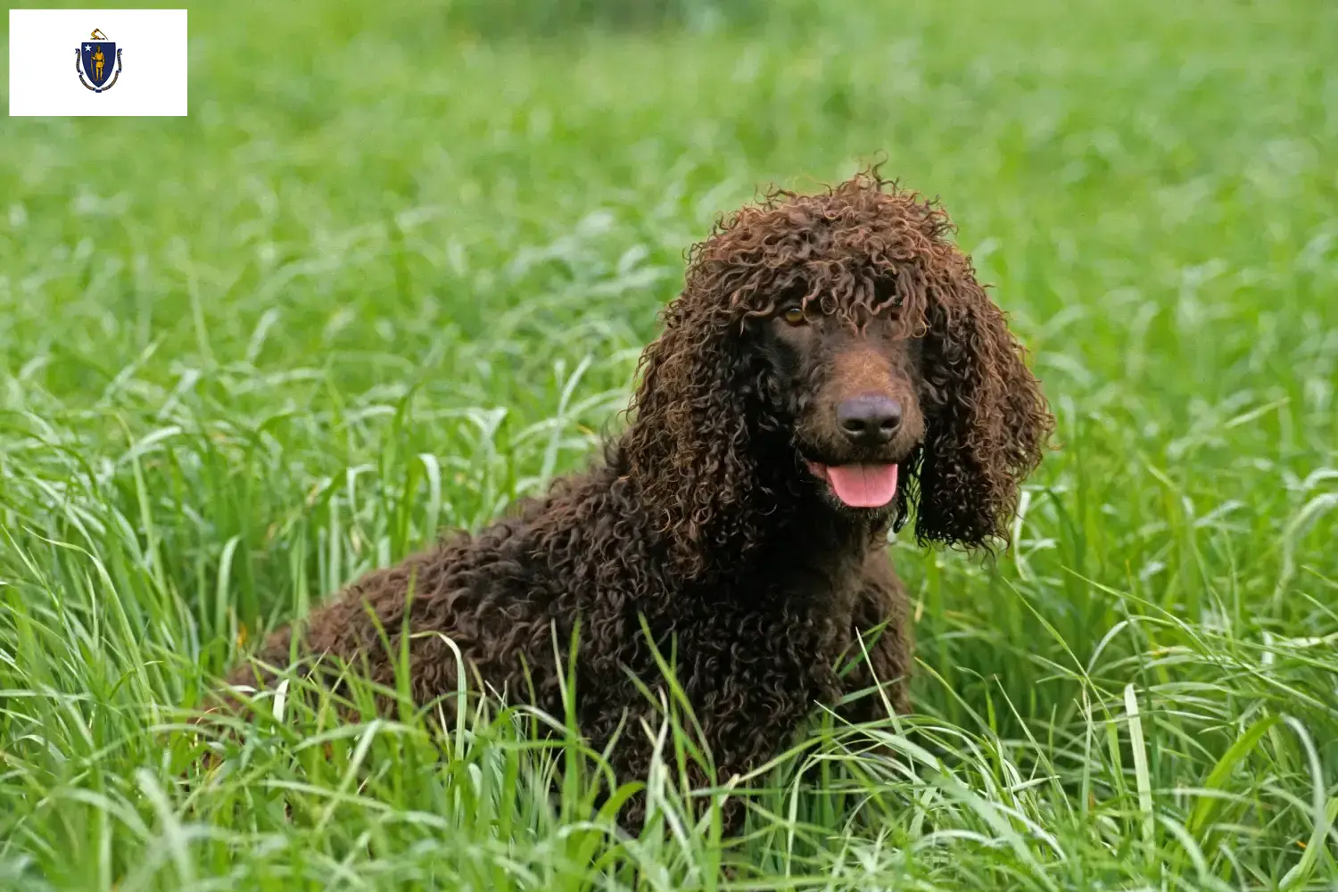 Irish Water Spaniel puppies and breeders Massachusetts Find Irish Water Spaniels breeders in Massachusetts.