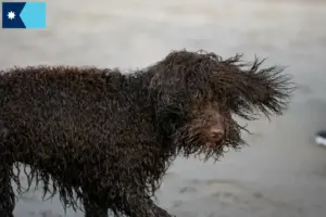 Read more about the article Irish Water Spaniel breeders and puppies in Minnesota