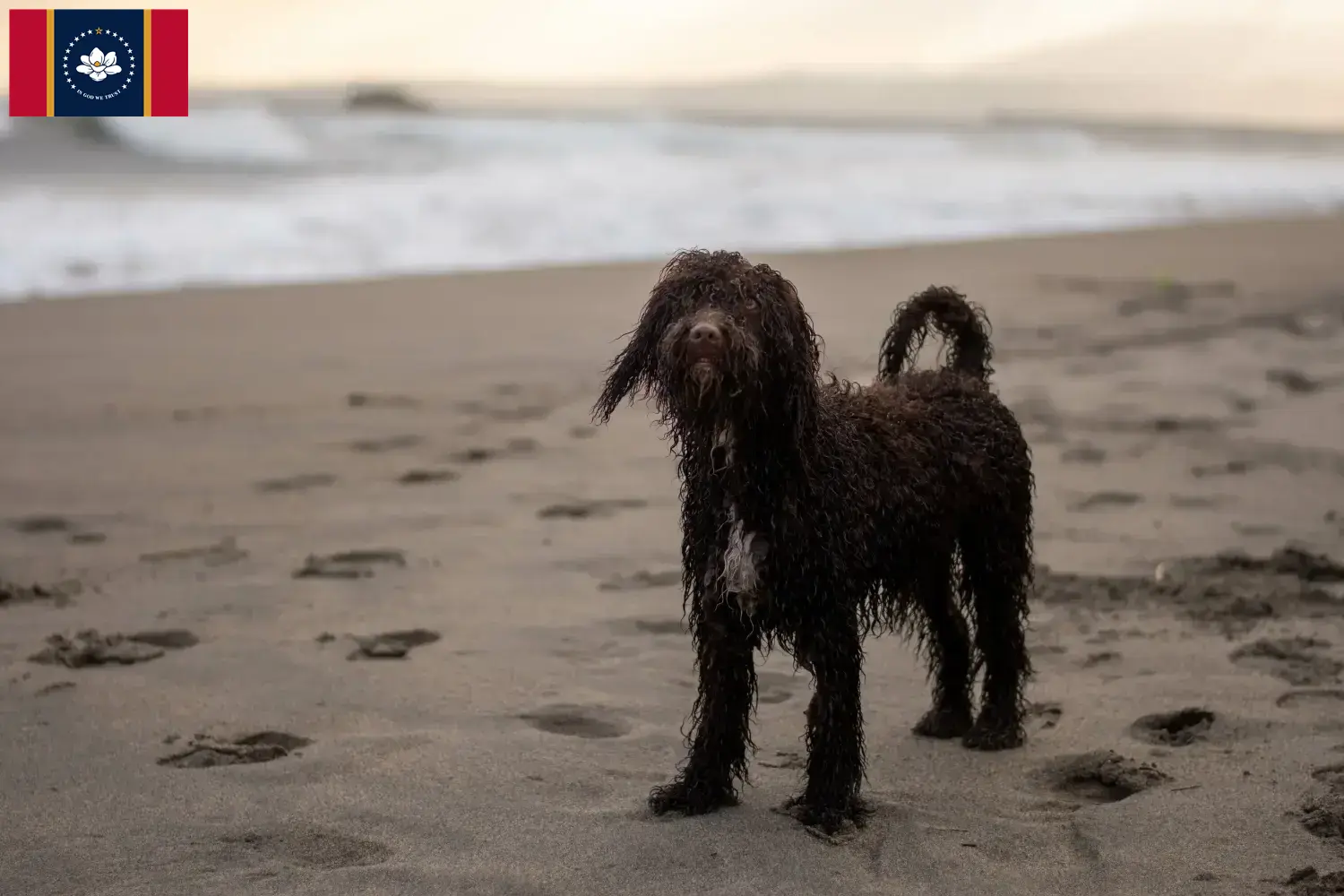 Irish Water Spaniel puppies and breeders Mississippi Find Irish Water Spaniels breeders in Mississippi here.