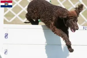 Read more about the article Irish Water Spaniel breeders and puppies in Missouri