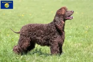 Read more about the article Irish Water Spaniel breeders and puppies in Montana