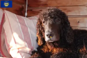 Read more about the article Irish Water Spaniel breeders and puppies in Nebraska