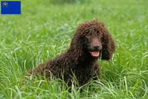 Read more about the article Irish Water Spaniel breeders and puppies in Nevada