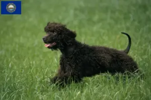 Read more about the article Irish Water Spaniel breeders and puppies in New Hampshire