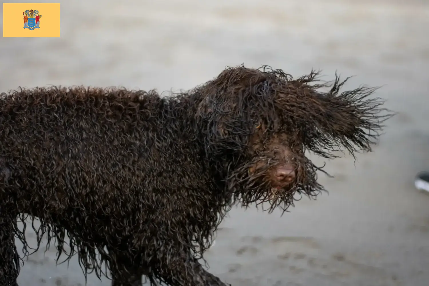 Irish Water Spaniel puppies and breeders New Jersey Find Irish Water Spaniels breeders in New Jersey.