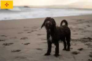 Read more about the article Irish Water Spaniel breeders and puppies in New Mexico