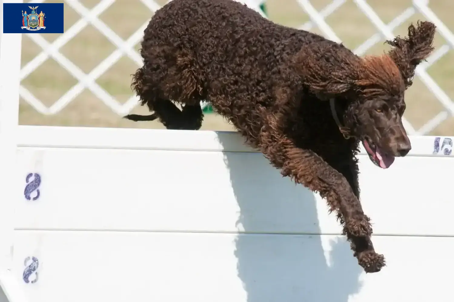 Irish Water Spaniel puppies and breeder New York Find Irish Water Spaniels breeders in New York here.