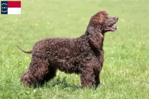 Read more about the article Irish Water Spaniel breeders and puppies in North Carolina