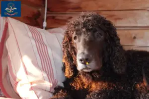 Read more about the article Irish Water Spaniel breeders and puppies in North Dakota