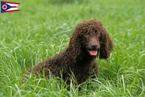 Read more about the article Irish Water Spaniel breeders and puppies in Ohio