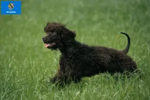Read more about the article Irish Water Spaniel breeders and puppies in Oklahoma