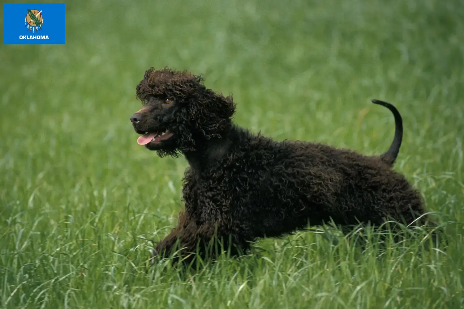 Irish Water Spaniel puppies and breeders Oklahoma Find Irish Water Spaniels breeders in Oklahoma.