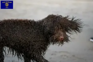 Read more about the article Irish Water Spaniel breeders and puppies in Oregon