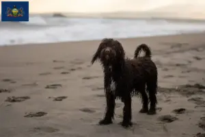 Read more about the article Irish Water Spaniel breeders and puppies in Pennsylvania