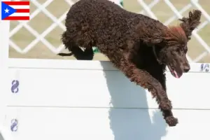Read more about the article Irish Water Spaniel breeders and puppies in Puerto Rico