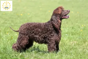 Read more about the article Irish Water Spaniel breeders and puppies in Rhode Island