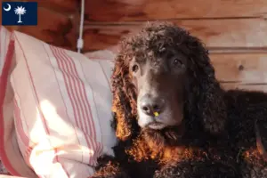 Read more about the article Irish Water Spaniel breeders and puppies in South Carolina