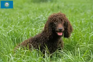 Read more about the article Irish Water Spaniel breeders and puppies in South Dakota