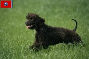 Read more about the article Irish Water Spaniel breeders and puppies in Tennessee