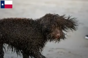 Read more about the article Irish Water Spaniel breeders and puppies in Texas