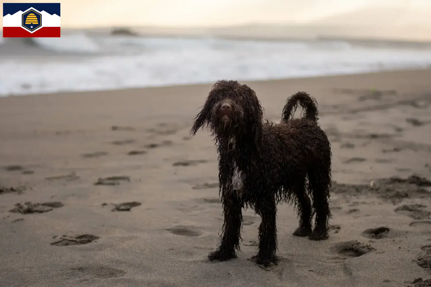 Irish Water Spaniel puppies and breeder Utah Find here Irish Water Spaniels breeders in Utah.