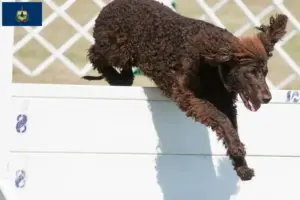 Read more about the article Irish Water Spaniel breeders and puppies in Vermont