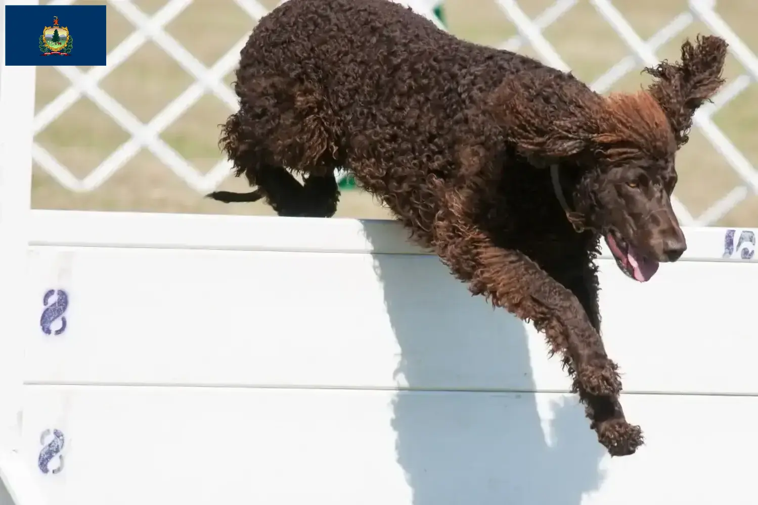 Irish Water Spaniel puppies and breeders Vermont Find Irish Water Spaniels breeders in Vermont.