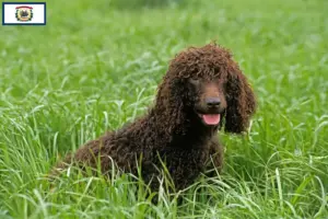 Read more about the article Irish Water Spaniel breeders and puppies in West Virginia