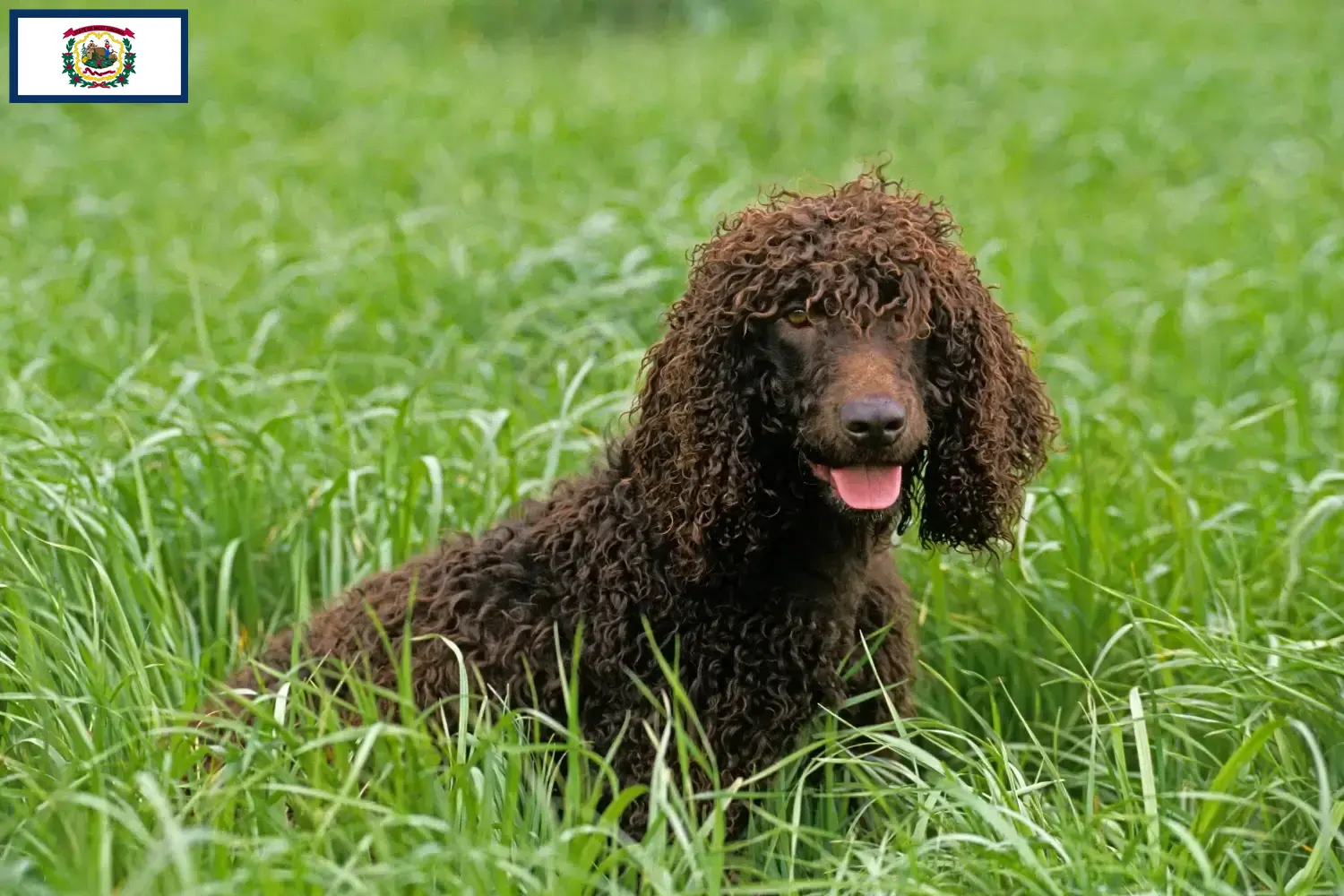 Irish Water Spaniel puppies and breeders West Virginia Find Irish Water Spaniels breeders in West Virginia.
