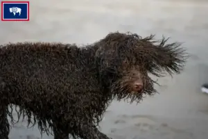 Read more about the article Irish Water Spaniel breeders and puppies in Wyoming