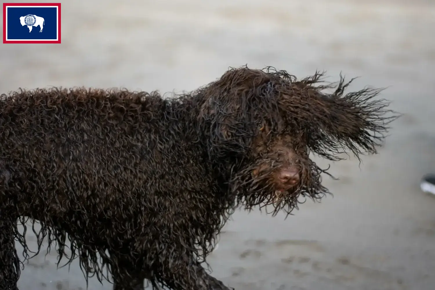 Irish Water Spaniel puppies and breeders Wyoming Find Irish Water Spaniels breeders in Wyoming.