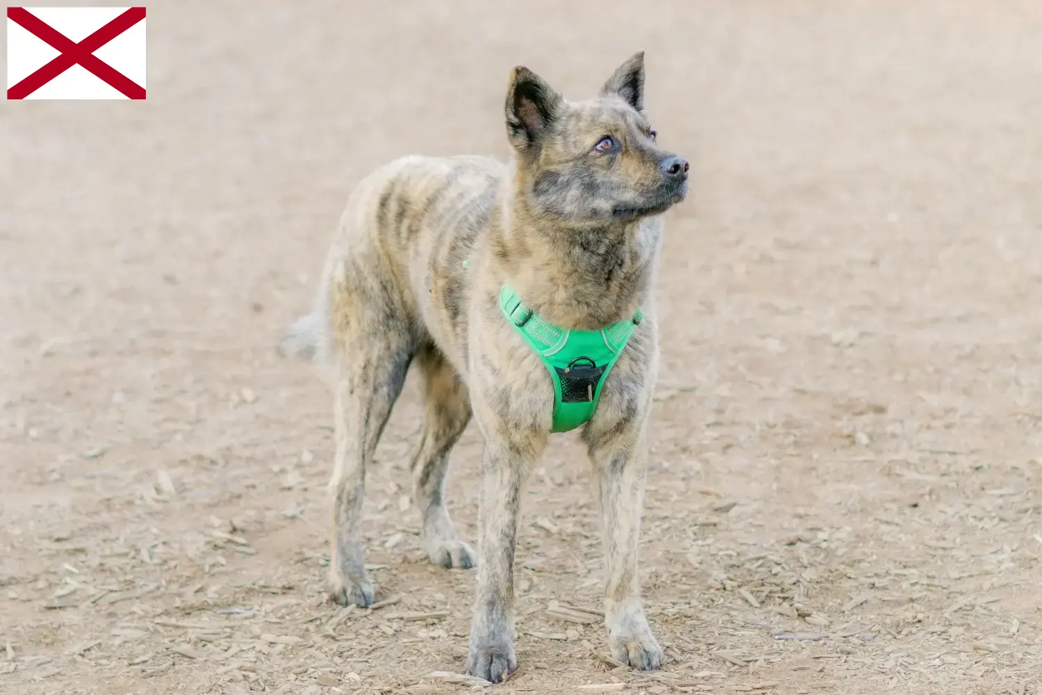 Kai puppies and breeder Alabama Here you can find Kais breeders in Alabama.
