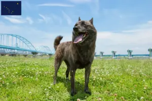 Read more about the article Kai breeders and puppies in Alaska