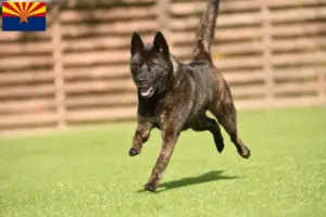 Read more about the article Kai breeders and puppies in Arizona
