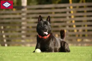 Read more about the article Kai breeders and puppies in Arkansas