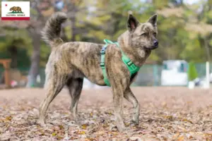 Read more about the article Kai breeder and puppies in California