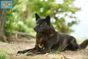 Read more about the article Kai breeders and puppies in Delaware