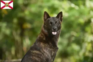 Read more about the article Kai breeder and puppies in Florida